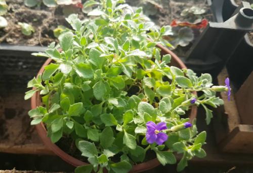 Выращивание обриеты из семян в домашних условиях. Как вырастить обриету из семян в домашних условиях на рассаду