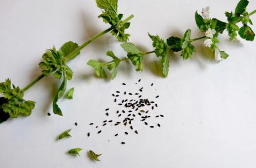 Когда сажать мелиссу в открытый грунт. Чудодейственная мелисса: особенности посадки и секреты ухода