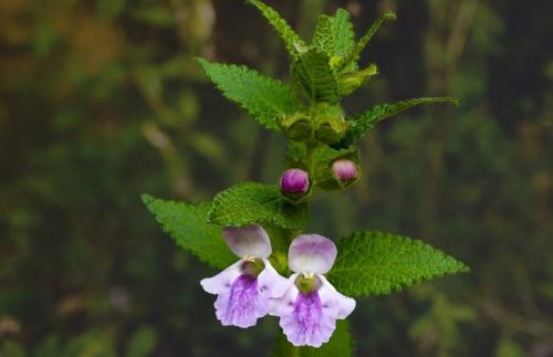 Когда сажать мелиссу в открытый грунт. Чудодейственная мелисса: особенности посадки и секреты ухода