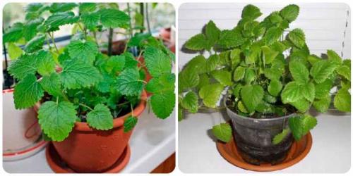 Как посадить мелиссу дома из семян. Выращиваем мелиссу на подоконнике в горшке