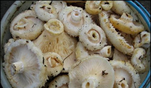 Как изменить рецепт маринада, чтобы грузди не были горькими. Маринованные грузди на зиму