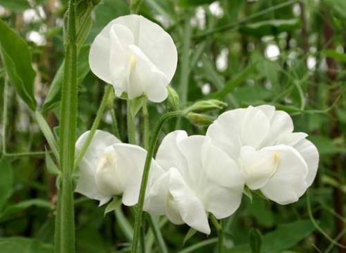 При какой температуре гибнет белокрылка. Белокрылка и зимовка: погибнет ли она в открытом грунте? 06