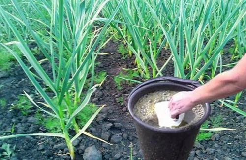 Подкормка чеснока суперфосфатом. Сроки подкормки