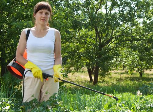 При какой температуре гибнет белокрылка. Белокрылка и зимовка: погибнет ли она в открытом грунте? 01