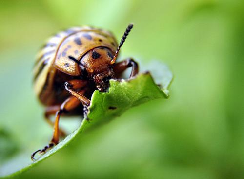 При какой температуре гибнет белокрылка. Белокрылка и зимовка: погибнет ли она в открытом грунте? 05