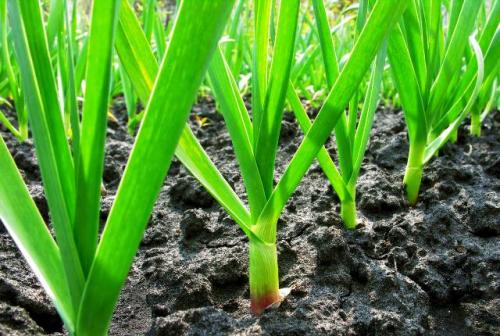 График подкормки чеснока. Сроки подкормки чеснока весной