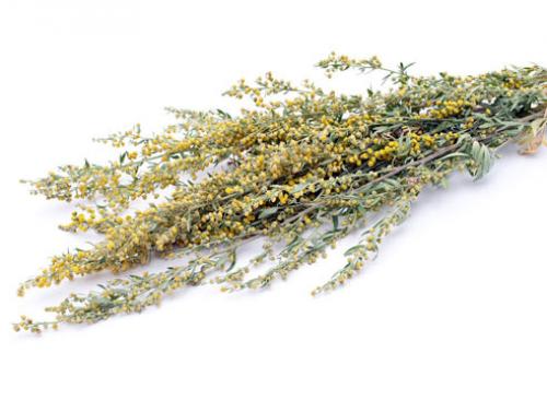 При какой температуре гибнет белокрылка. Белокрылка и зимовка: погибнет ли она в открытом грунте? 04