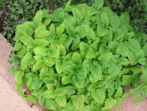 Как вырастить мелиссу из веточки. Немного о мелиссе лекарственной