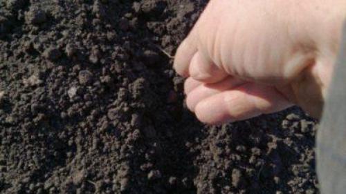 Мелисса домашняя в горшке на подоконнике уход. Выращиваем мелиссу на подоконнике в горшке 02 Мелисса домашняя в горшке на подоконнике уход. Выращиваем мелиссу на подоконнике в горшке 02