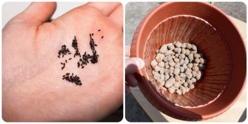 Мелисса домашняя в горшке на подоконнике уход. Выращиваем мелиссу на подоконнике в горшке