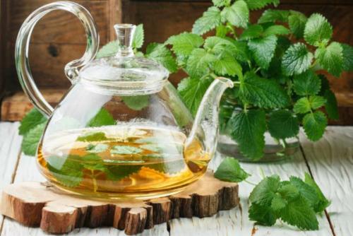 Как вырастить мелиссу из веточки. Немного о мелиссе лекарственной