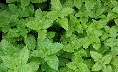 Как вырастить мелиссу из веточки. Немного о мелиссе лекарственной