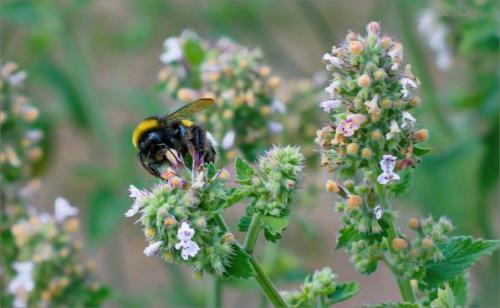 Как вырастить мелиссу из веточки. Немного о мелиссе лекарственной