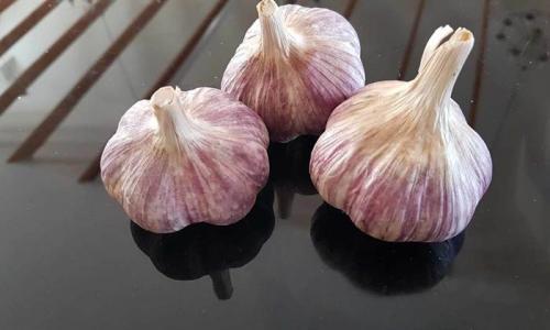 Чем отличается яровой чеснок от озимого. Как отличить озимый чеснок от ярового фото