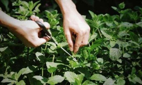 Обрезка мелиссы. Выращивание мелиссы в вазоне и в саду