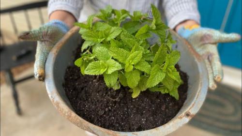 Нужно ли обрезать Мелиссу На Зиму. Немного о мелиссе лекарственной