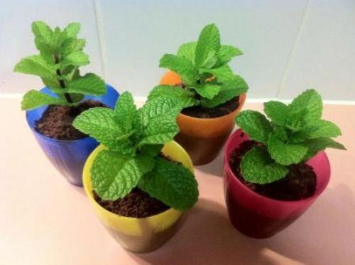 Обрезка мелиссы. Выращивание мелиссы в вазоне и в саду