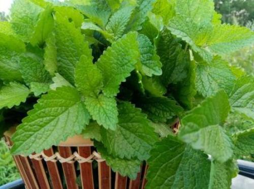 Обрезка мелиссы. Выращивание мелиссы в вазоне и в саду