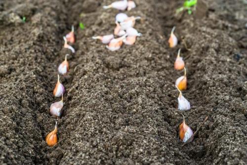 Посадка чеснока весной в открытый грунт. Когда сажать чеснок весной в 2020 году в разных регионах