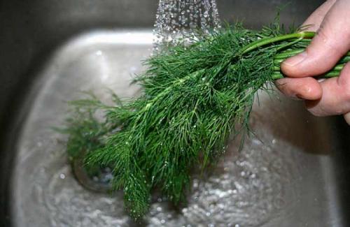 Заморозить укроп кубиками. Способы заморозки укропа