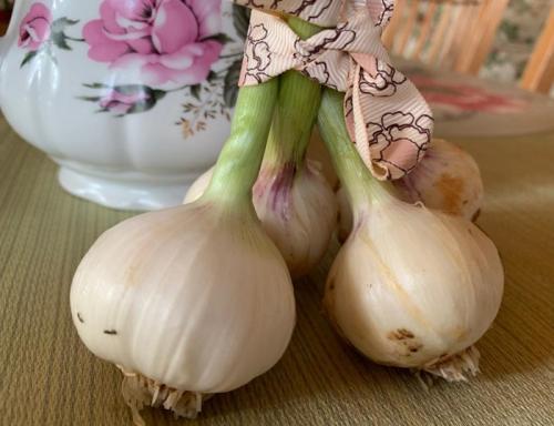 Виды чеснока. Сорта чеснока — 45 сортов 2022 года