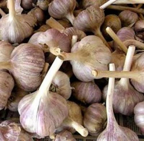 Чеснок без стрелок. Чеснок: нестрелкующиеся сорта (особенности и отличия)