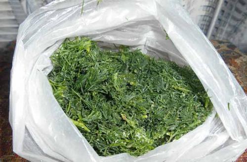 Заморозить укроп кубиками. Способы заморозки укропа