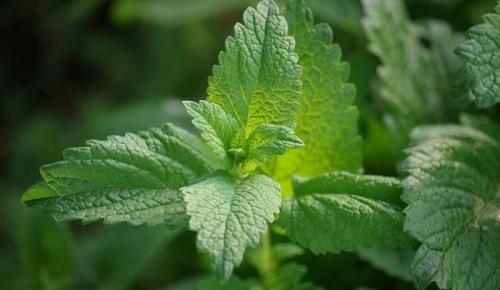 Когда сушить мелиссу и мяту. Как сушить мяту летом 12