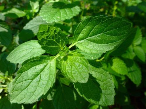 Когда сушить мелиссу и мяту. Как сушить мяту летом 05