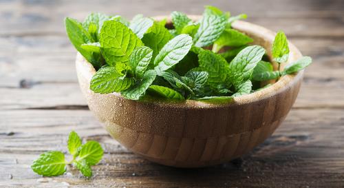 Как заготовить мелиссу для чая. Как правильно заготовить мяту и мелиссу на зиму для чая