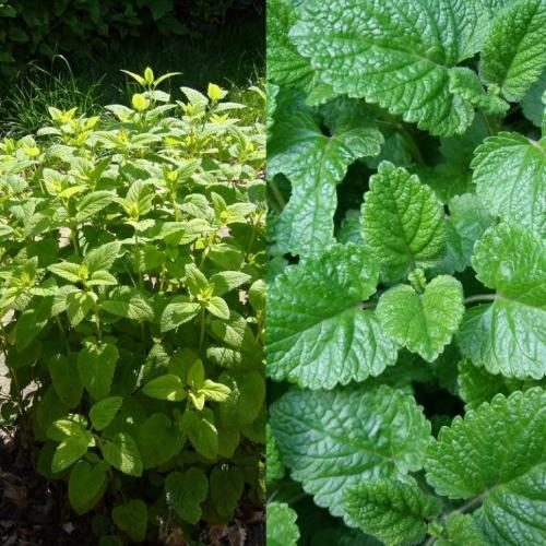 Мелисса – выращивание и лекарственные свойства растения