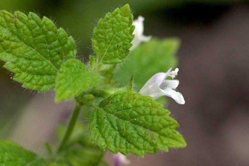 Когда сушить мелиссу и мяту. Как сушить мяту летом