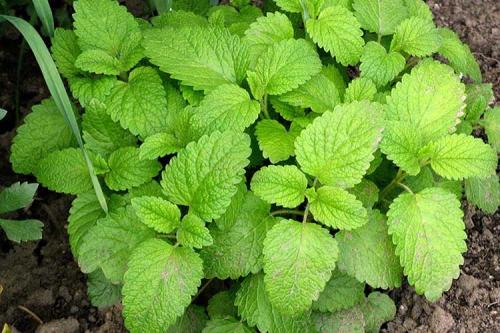 Когда сушить мелиссу и мяту. Как сушить мяту летом 01