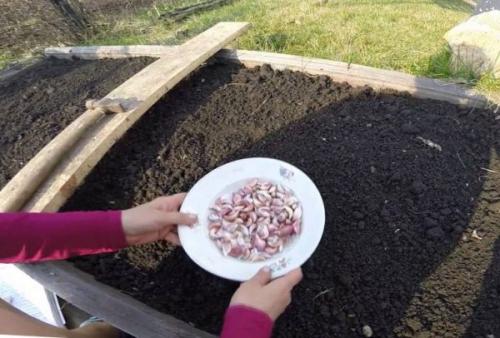 Секреты посадки чеснока весной в открытый грунт. Пошаговая инструкция по весенней посадке чеснока