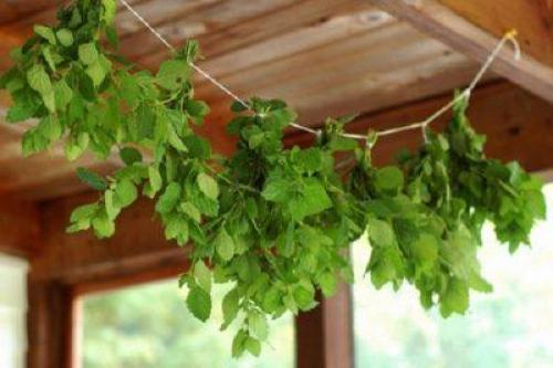 Когда собирать Мелиссу Для сушки На Зиму и как хранить. Когда Сушить Мелиссу На Зиму Для Чая — детально о чае