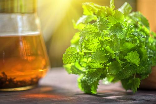 Как Сушить Мелиссу без сушилки. Правильная сушка мелиссы