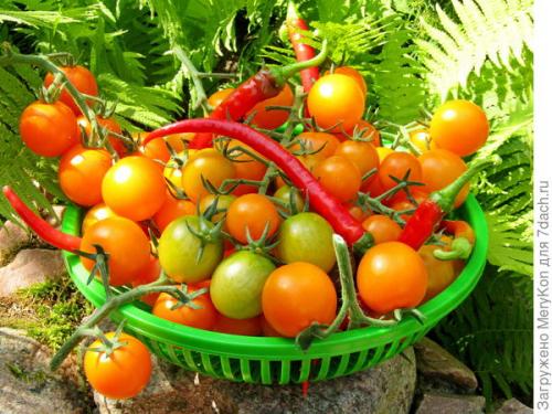 Сколько чеснока нужно добавлять в помидоры для заготовки на зиму. Томаты с чесноком