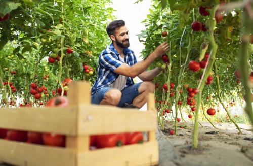 Как правильно хранить томаты, нарезанные на дольки в рассоле и томатном. Девять способов сохранить помидоры до наступления зимы: от правильного места до необычной заготовки