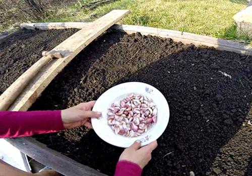 Как подготовить чеснок к посадке. Посадка чеснока на головку весной в открытый грунт