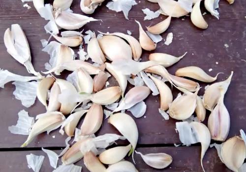 Как подготовить чеснок к посадке. Посадка чеснока на головку весной в открытый грунт