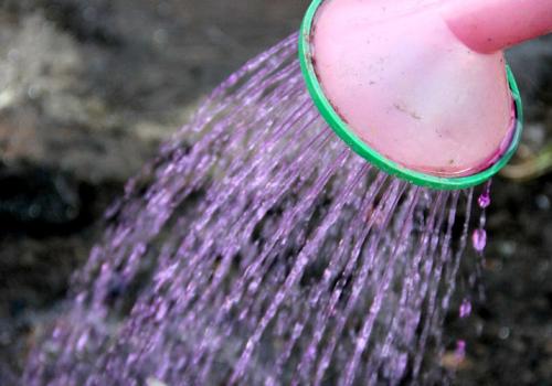 Как подготовить чеснок к посадке. Посадка чеснока на головку весной в открытый грунт