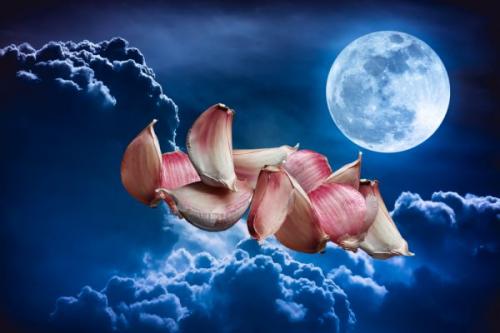 Как сажать чеснок под зиму. Когда сажать озимый чеснок осенью, в каком месяце