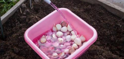 В чем замочить чеснок перед посадкой осенью. Чем обработать чеснок перед посадкой