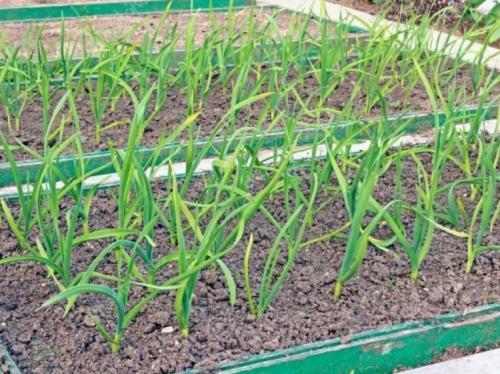 Нужно ли поливать землю перед посадкой чеснока. Как поливать чеснок: важность влажности почвы для роста и лежкости плодов