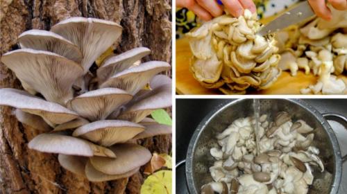 Белый груздь горчит. Почему горчат отварные и маринованные белые грузди? 01 Белый груздь горчит. Почему горчат отварные и маринованные белые грузди? 01