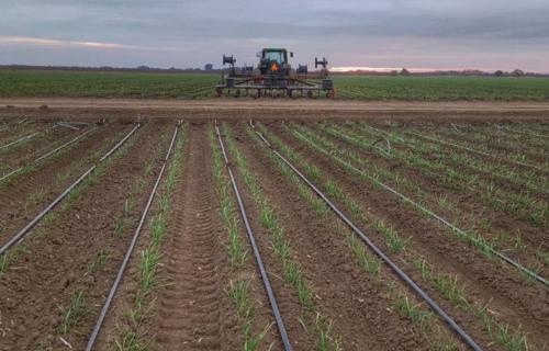 Нужно ли поливать землю перед посадкой чеснока. Как поливать чеснок: важность влажности почвы для роста и лежкости плодов