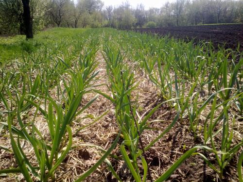 Как подготовить грядку для посадки озимого чеснока. Подготовка грядки под озимый чеснок 16 Как подготовить грядку для посадки озимого чеснока. Подготовка грядки под озимый чеснок 16