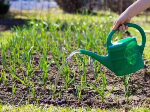 Нужно ли поливать землю перед посадкой чеснока. Как поливать чеснок: важность влажности почвы для роста и лежкости плодов