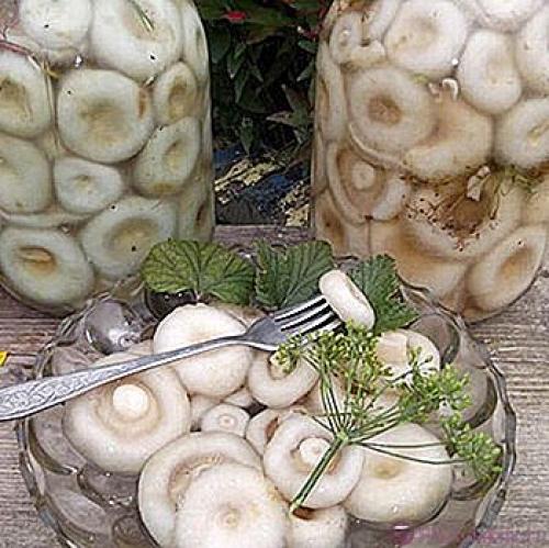 Груздь горький приготовление. Что делать, если черные грузди горчат: как исправить ситуацию