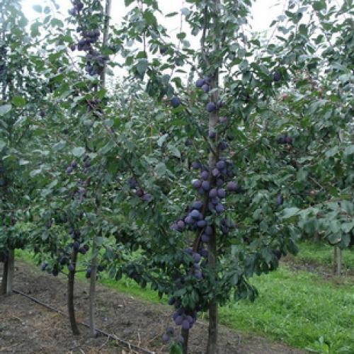 Сорта слив для ростовской области. Слива 13